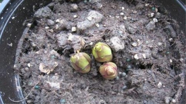 大丽花种球怎么种(大丽花种球种植时间和方法)