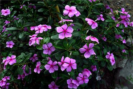 长春花(长春花图片)