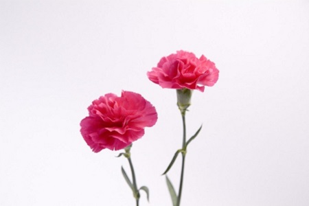 康乃馨可以放房间吗