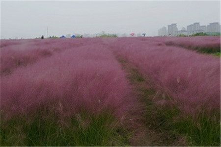 粉黛乱子草观赏期