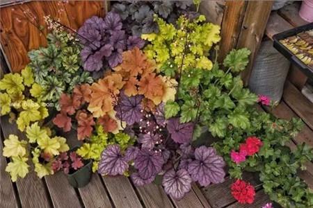 什么花不用施肥在家里可以养