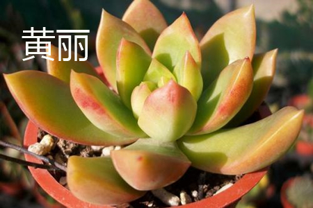 青丽和黄丽哪种好养