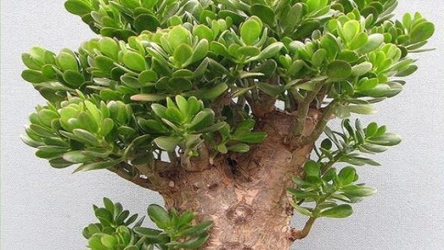 景天树怎么养护(景天树掉叶子是什么原因)