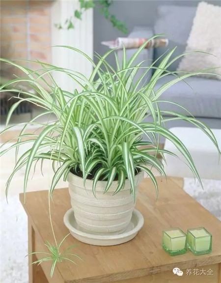 什么花不用施肥在家里可以养