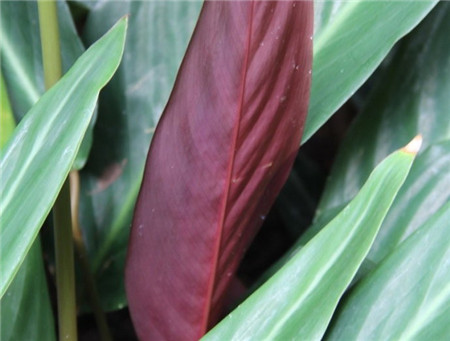 紫背竹芋叶子发黄黄叶枯萎的原因及补救办法(紫背竹芋白天叶子下垂晚上叶子竖起来)