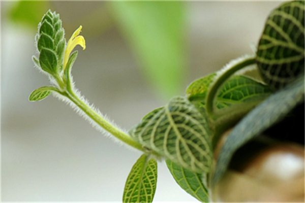 网纹草怎么施肥(网纹草用什么肥)