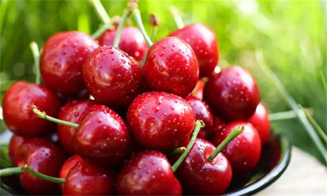樱桃的成熟期是什么时候