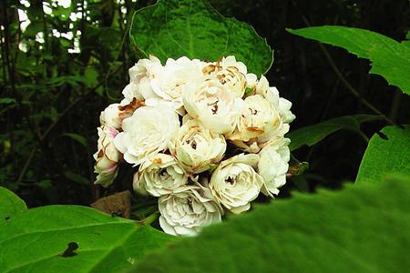 开花成串的植物