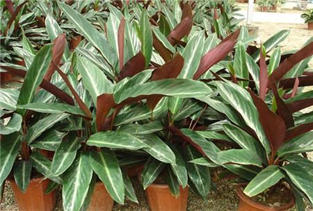 紫背竹芋白天叶子下垂晚上叶子竖起来