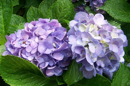 开花成串的植物