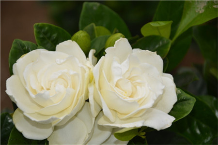 栀子花一年开几次花(栀子花一年开几次花啊)