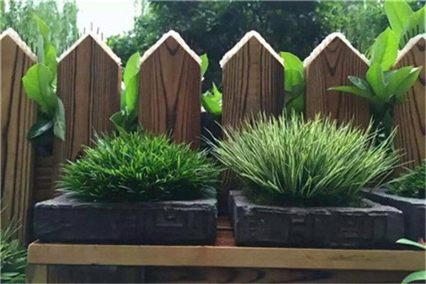 菖蒲盆景怎么过冬(菖蒲冬天怎么浇水)