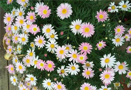 什么花不用施肥在家里可以养