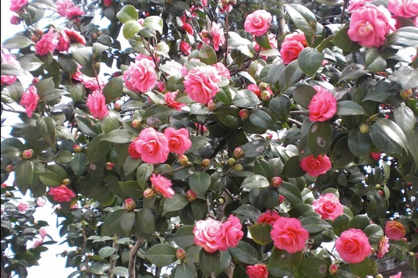 茶花有毒吗(茶花有毒吗可以吃吗)