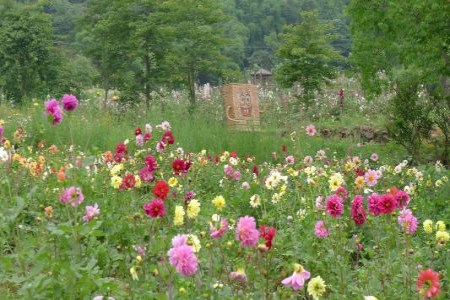 大丽花种球种植时间和方法