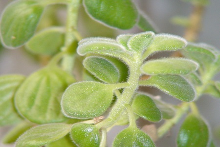 碰碰香和薄荷哪个驱蚊效果好