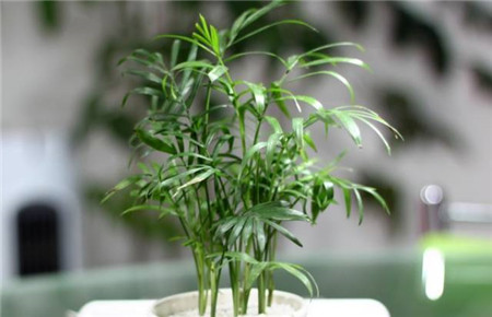 什么花不用施肥在家里可以养