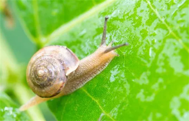 蜗牛喜欢吃什么食物