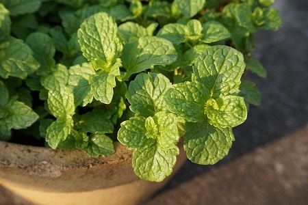 碰碰香和薄荷哪个驱蚊效果好