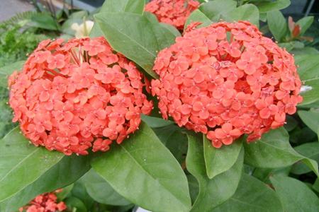 开花成串的植物