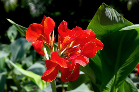 美人蕉属于哪个季节的花