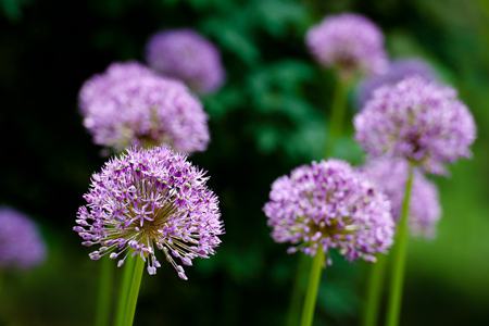 开花成串的植物