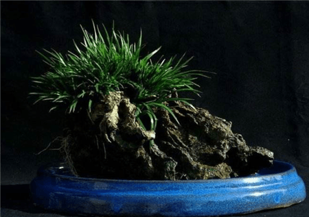 菖蒲冬天怎么浇水