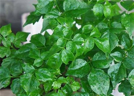 什么花不用施肥在家里可以养