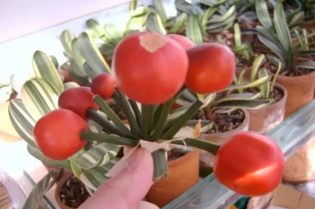 文竹开花结果好吗