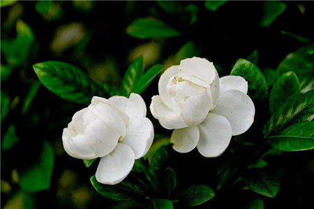 栀子花怎么养家庭养法视频教程