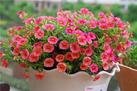 什么花不用施肥在家里可以养