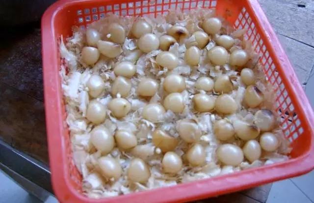 文竹开花结果好吗