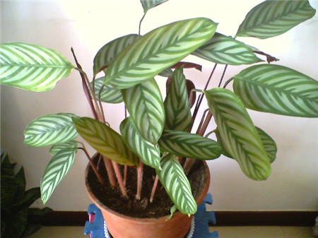 紫背竹芋白天叶子下垂晚上叶子竖起来