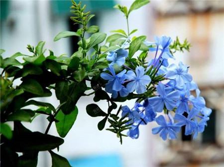 什么花不用施肥在家里可以养