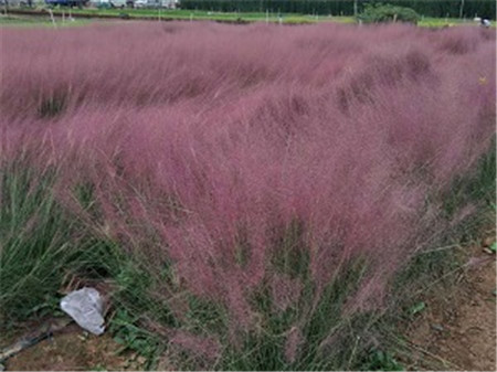 粉黛乱子草的观赏价值(粉黛乱子草观赏期)