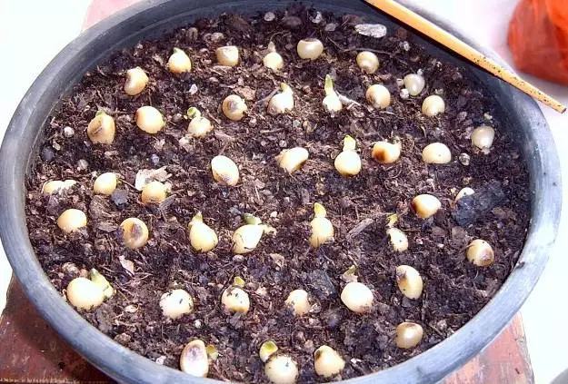 文竹开花结果好吗