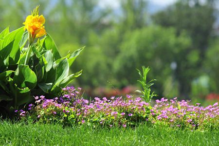 美人蕉什么时候开花(美人蕉属于哪个季节的花)