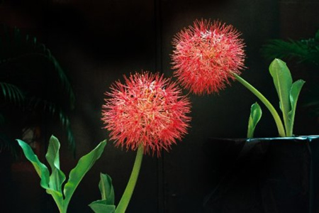 开花成串的植物