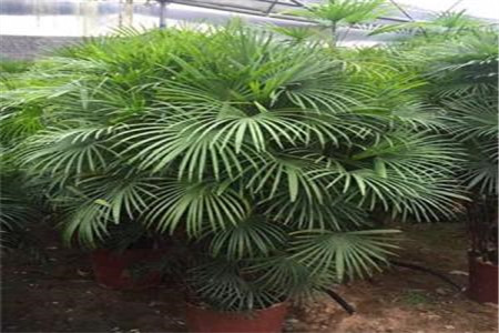 金山棕怎么浇水