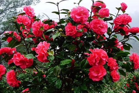 茶花有毒吗可以吃吗