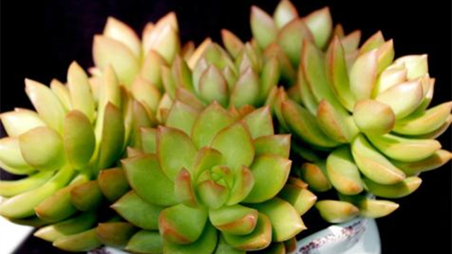 青丽和黄丽的区别(青丽和黄丽哪种好养)