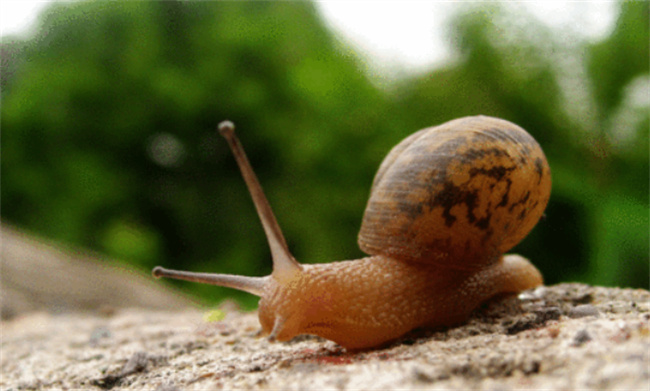 ​蜗牛爱吃什么蜗牛吃米饭吗(蜗牛喜欢吃什么食物)