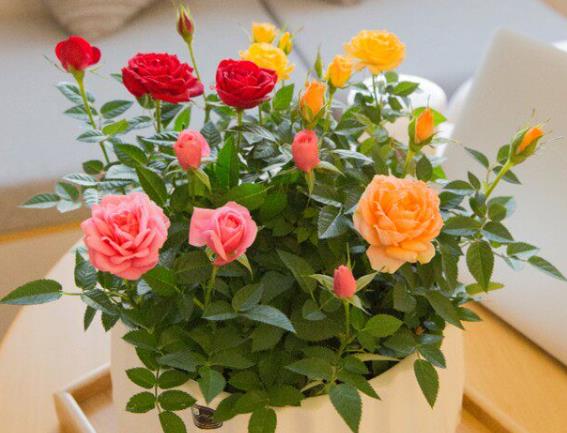 月季花扦插土壤