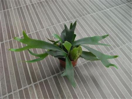 鹿角蕨是什么植物