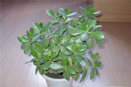 景天树掉叶子是什么原因