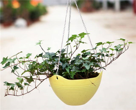 什么花不用施肥在家里可以养