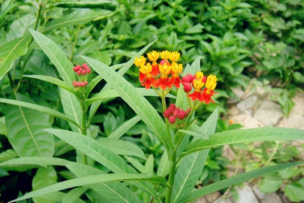 马利筋的功效与作用(马利筋药用部位)