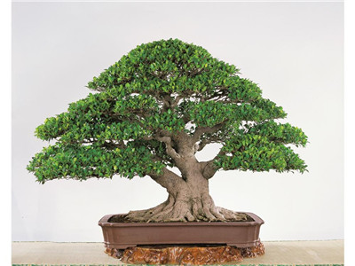 榕树盆景怎么修剪(榕树盆景怎么修剪比较好看)