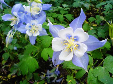 耧斗菜多长时间开花