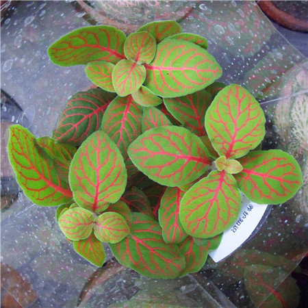 网纹草用什么肥